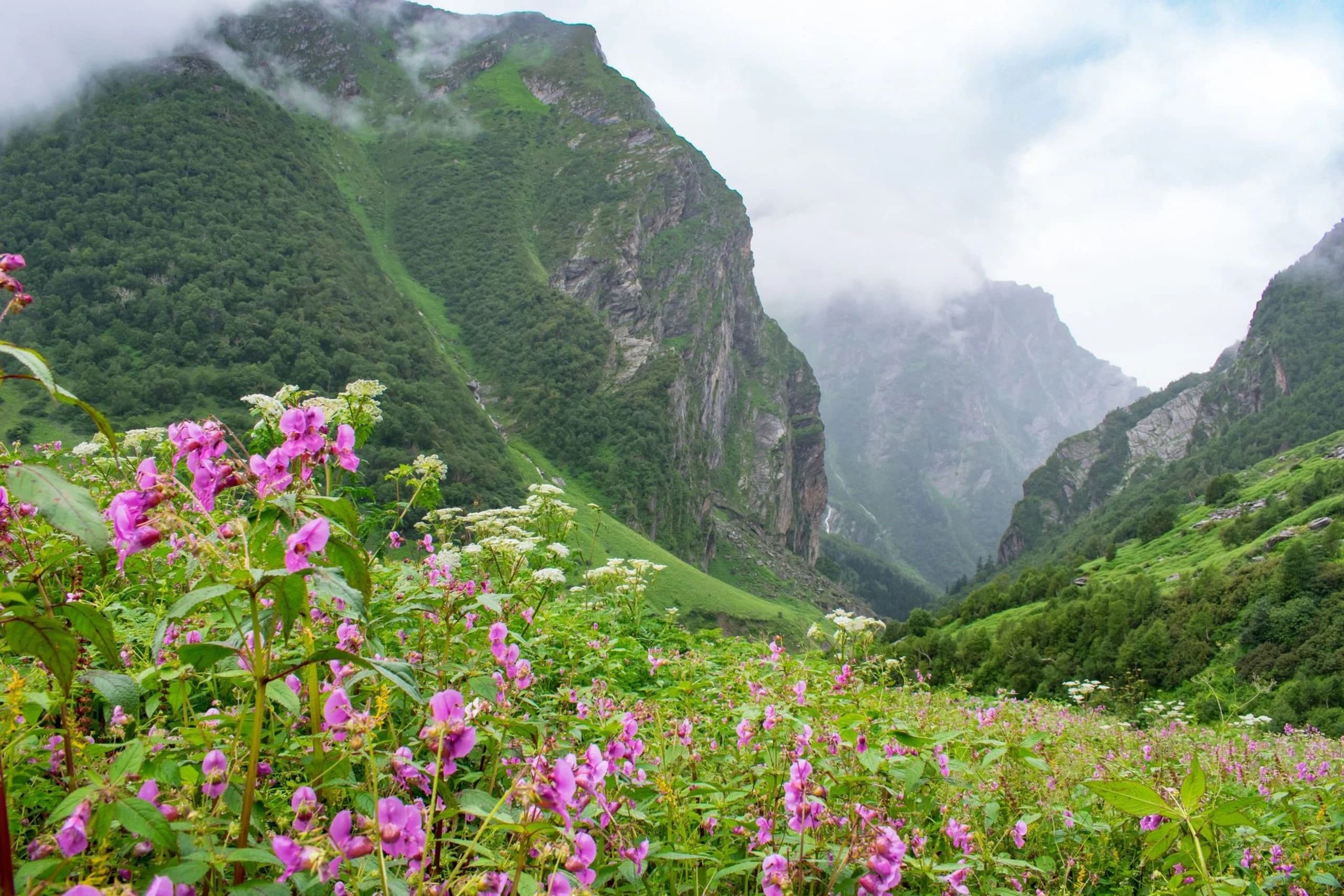 Valley of Flowers 3