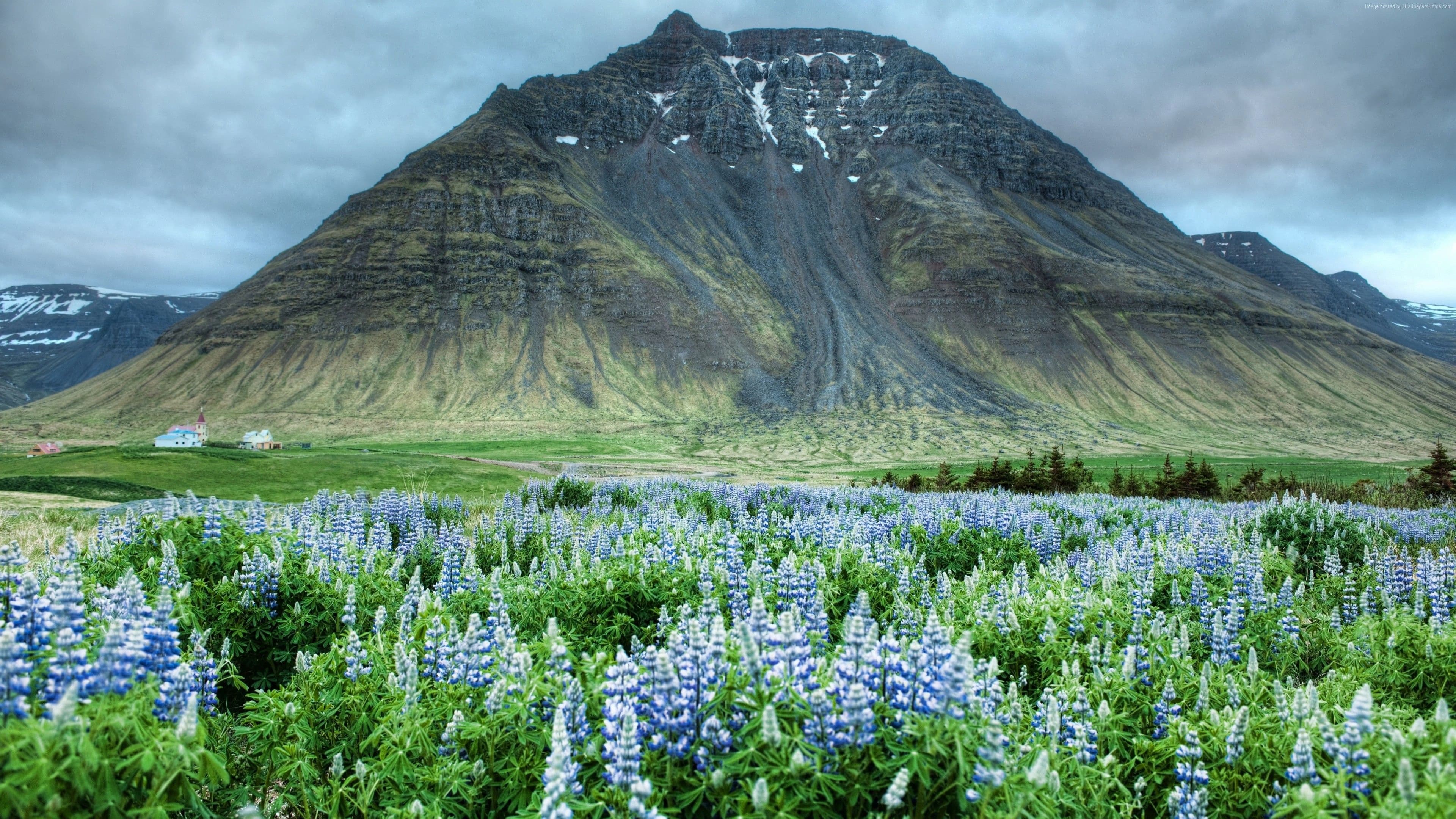 Valley of Flowers 5
